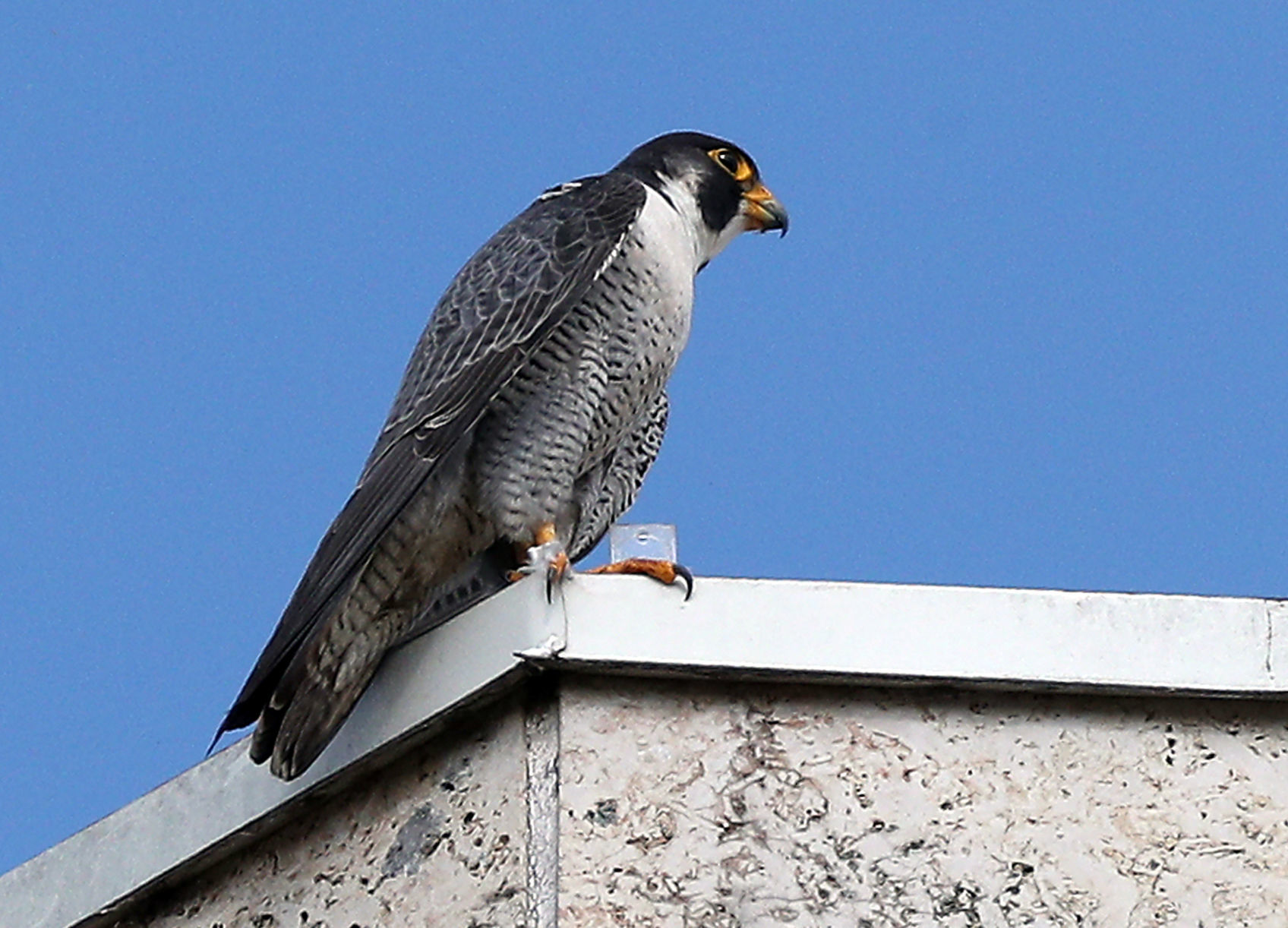 Banding of peregrine falcons at US Bank building in La Crosse